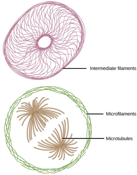 Intermediate filaments versus microfilaments versus microtubules.