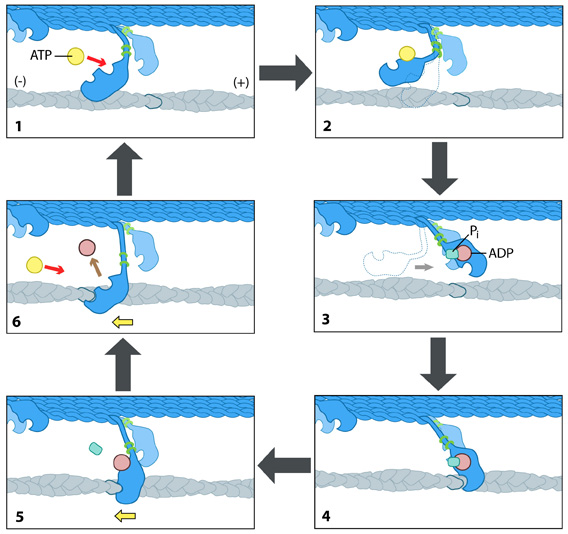 Myosin II "power stroke" mechanism.