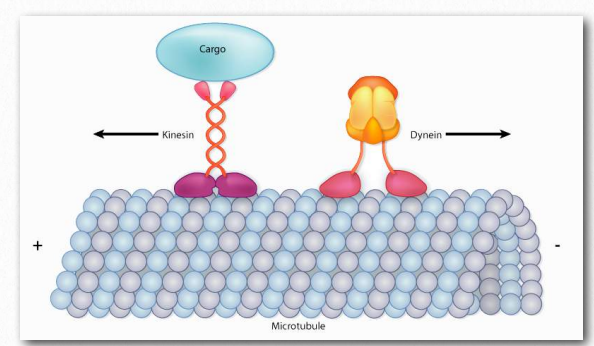 Kinesin versus dyenin.