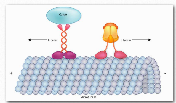 3 5 Transport Using The Cytoskeleton Cell Molecular Biology 3 5 Transport Using The Cytoskeleton Cell Molecular Biology