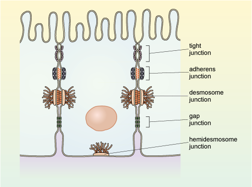 Cell junctions and their functions in epithelial tissue.