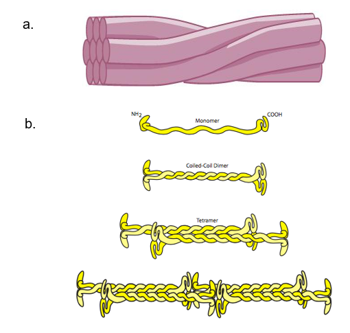 Intermediate filament structure.