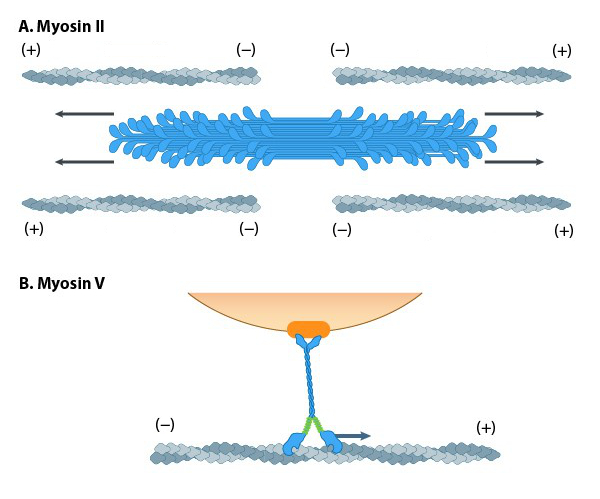 Different motor protein functions of the myosin family.