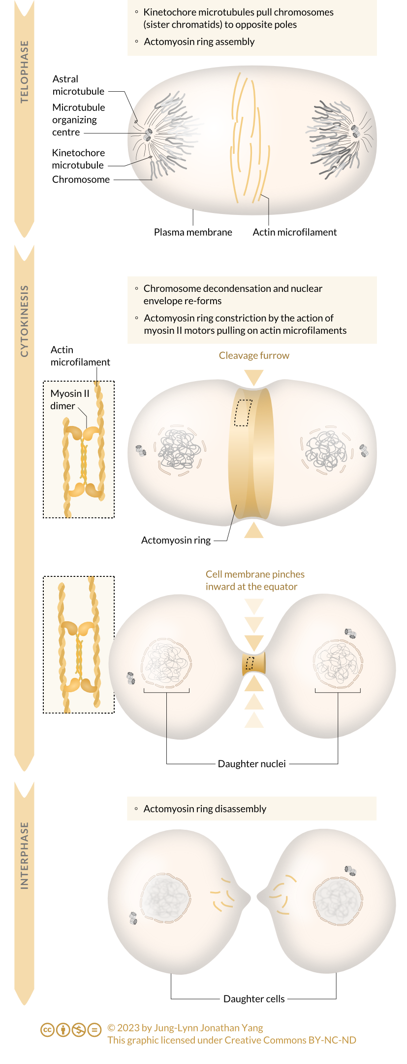 Actomyosin ring's role in telophase, cytokinesis, and interphase.