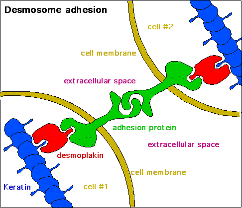 Desmosome adhesion.