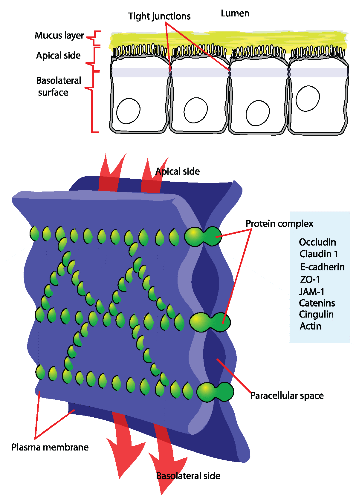 Tight junction components.