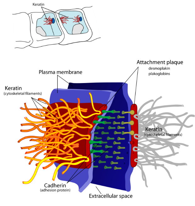 Desmodome junction between two membranes.