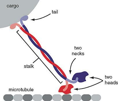 Kinesin carrying cargo and walking along a microtubule.