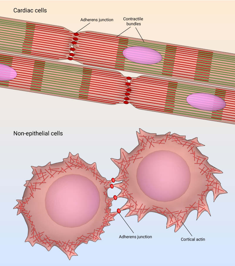 Adherens junction in cardiac cells and non-epithelial cells.