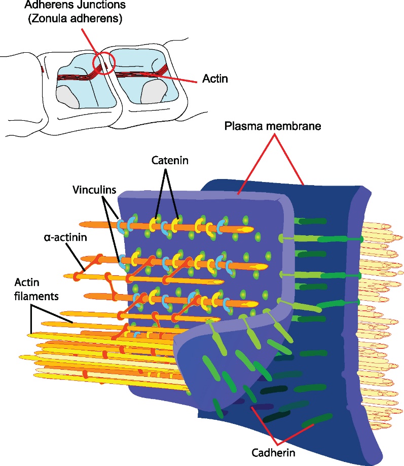 Interactions of structural proteins at a cadherin-based plasma membrane adherens junction.