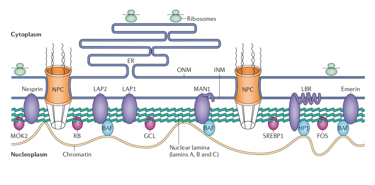 Nuclear lamina structure and function.