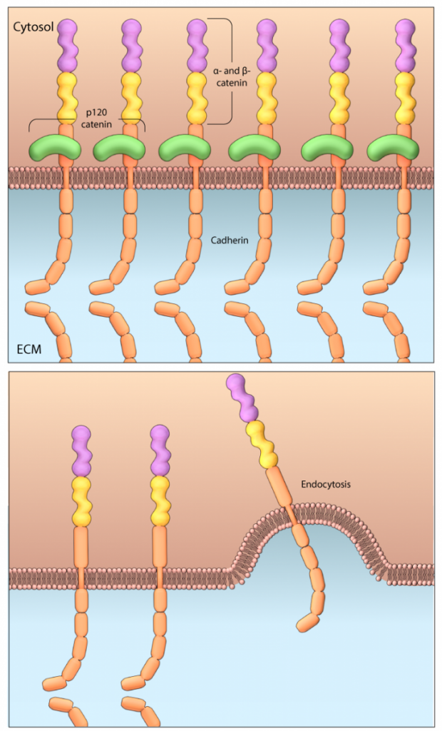 Cadherin sttucture and function