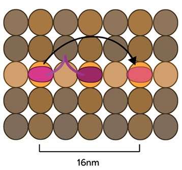 Kinesin binding sites along a microtubule.