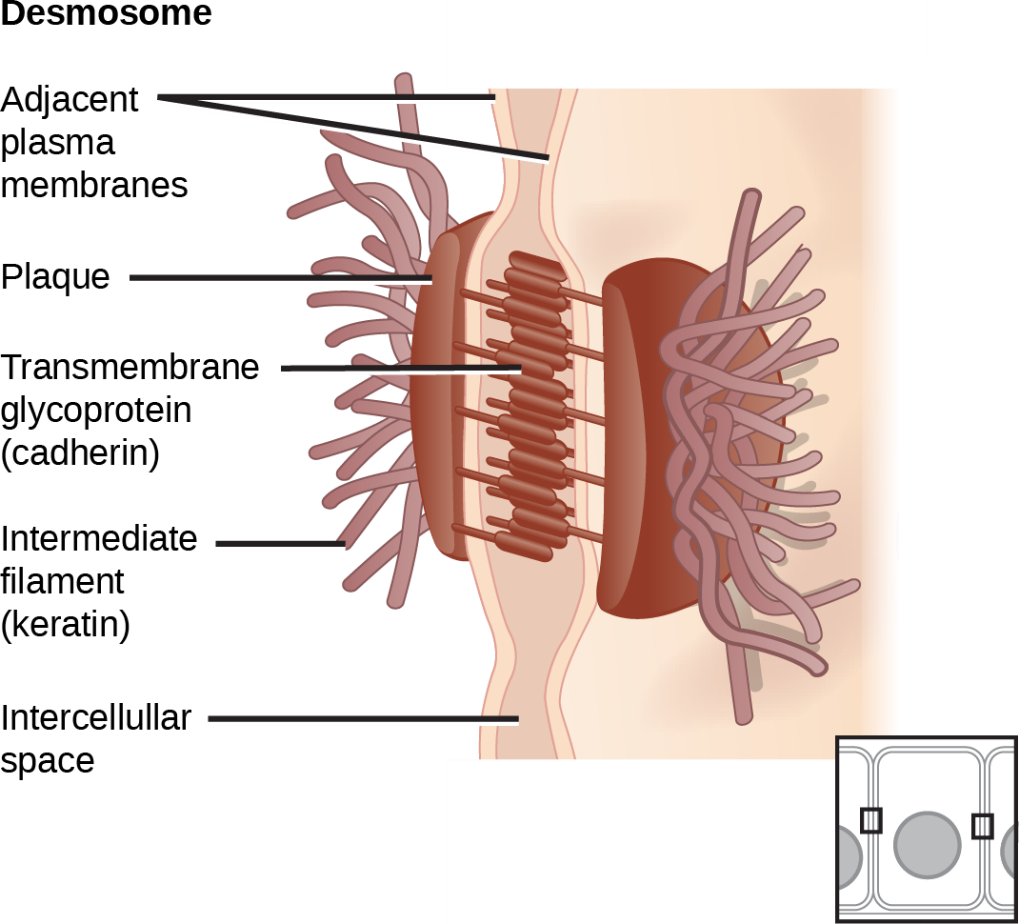 Desmosome structure.