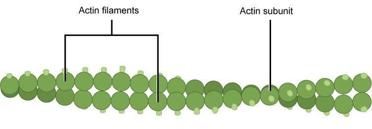 Actin microfilaments.