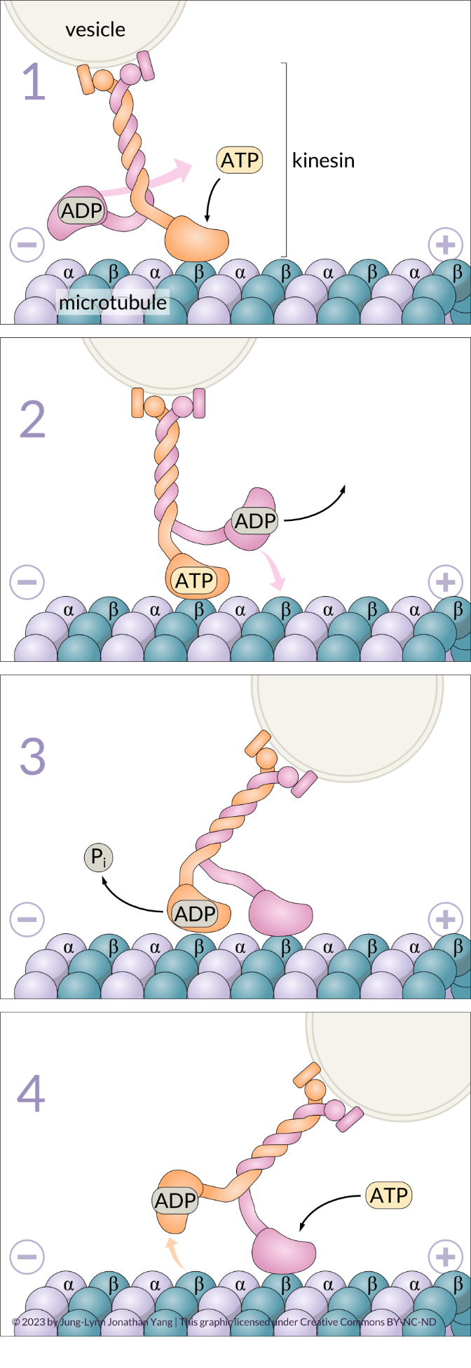 Mechanochemical cycle of kinesin.