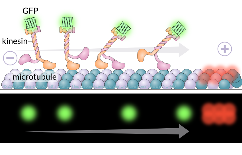 Fluorescent visualization of kinesin motor movements using in vitro motility assays.