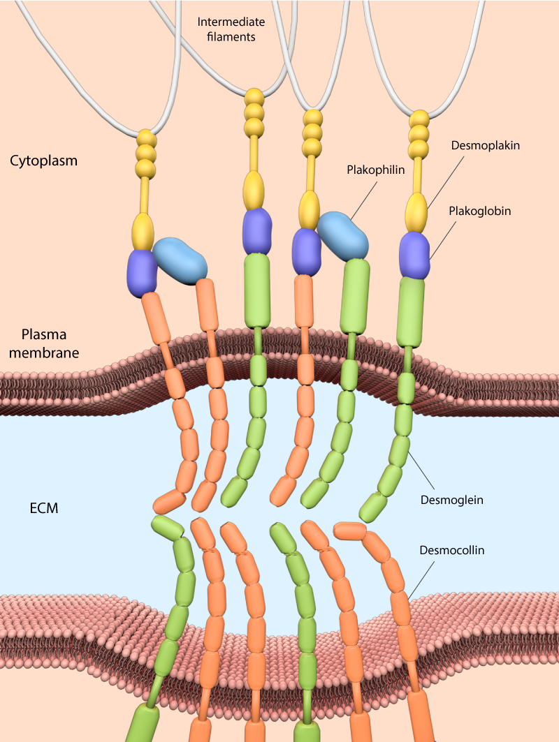 Desmosome junctions.