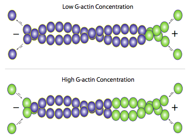 Actin microfilaments with low versus high G-actin concentrations.