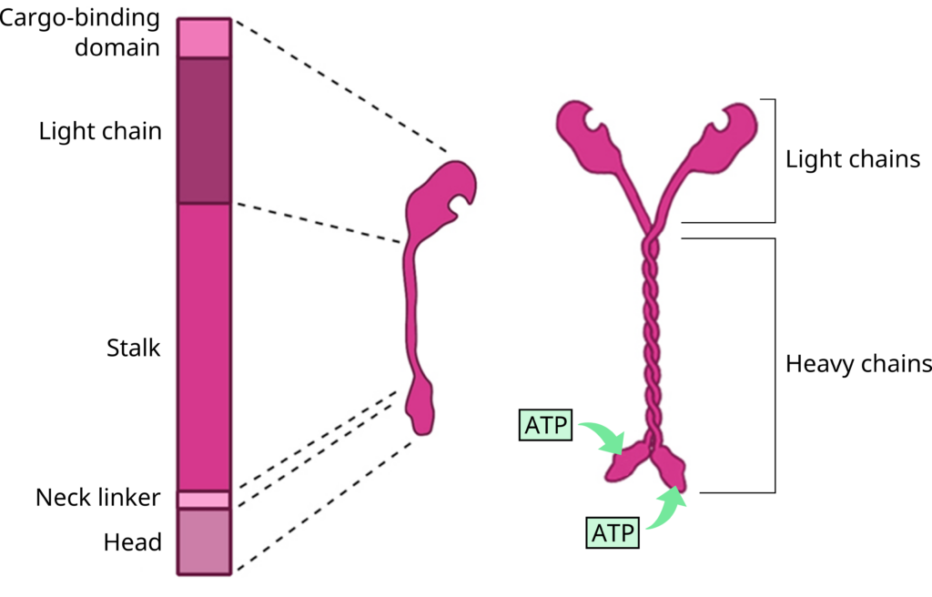 Kinesin structure.