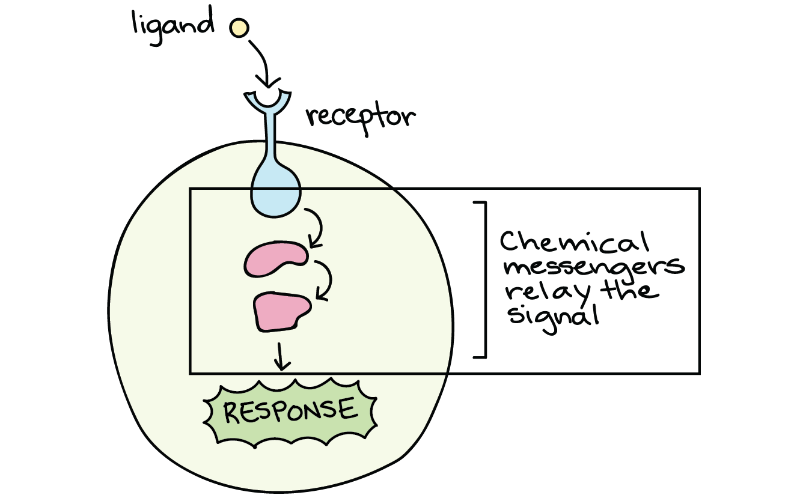 A ligand attaches to a receptor. A chemical messengers relay the signal and results in a response.