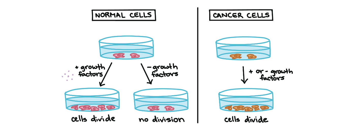 Normal cells versus cancer cells with or without growth factor.