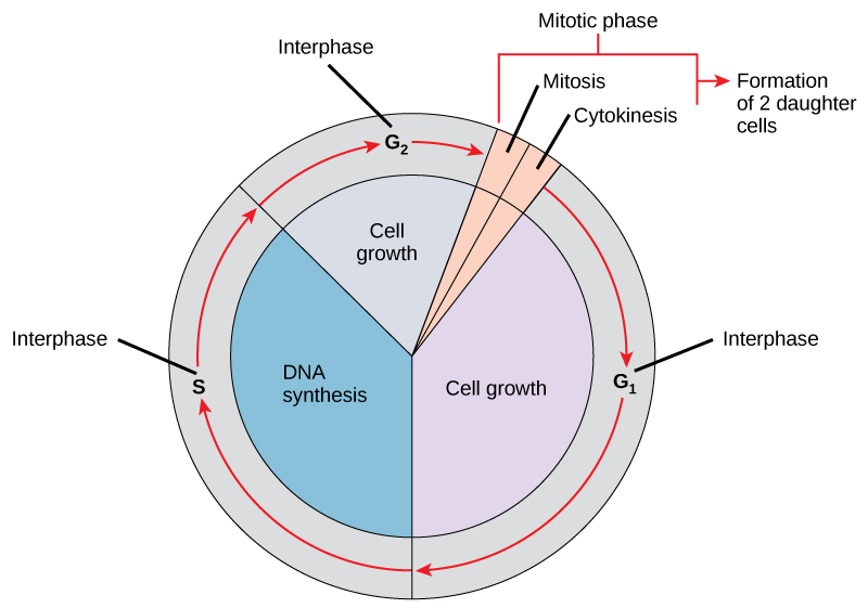 A circle divided into the eukaryotic cell cycle stages.