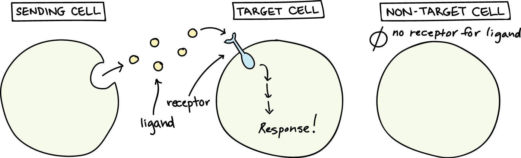 A ligand sent by a sending cell will only bind to a target cell with a receptor for that ligand. A non-target cell has no receptor for the ligand.