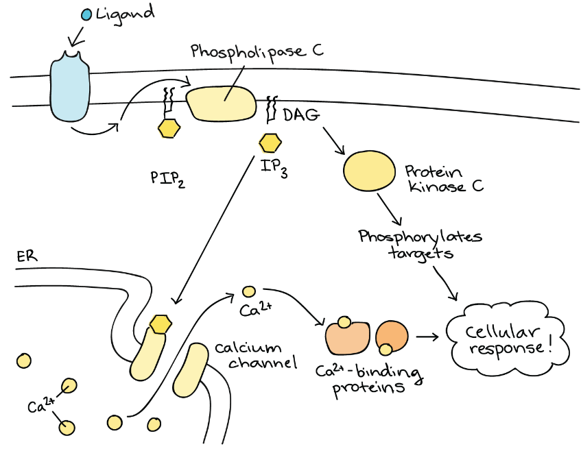 Inositol phosphate pathway.