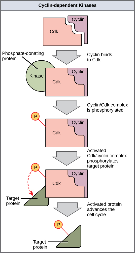 Cyclin-dependent kinases.