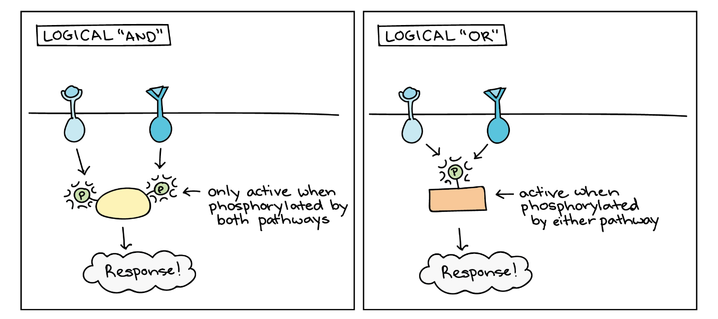 Signalling pathway using logical "and" and "or".