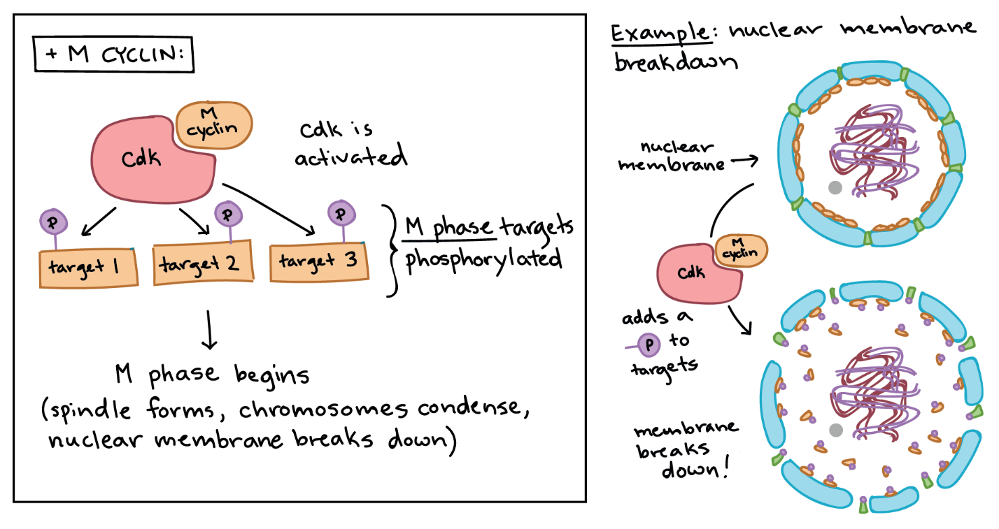 MPF's role in breaking down the nuclear envelope.