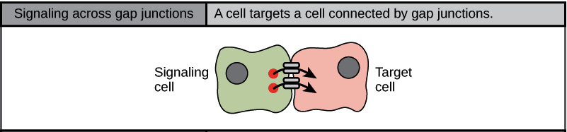 Signaling across gap junctions.