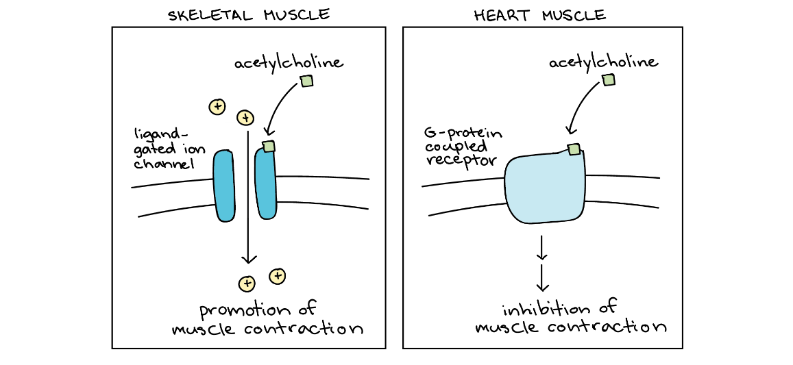 In a skeletal muscle, acetylcholine binds to a ligand-gated ion channel to promote muscle contraction. In heart muscles, acetylcholine binds to a G-protein coupled receptor to inhibit muscle contraction.