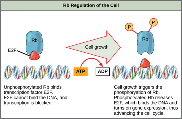 Retinoblastoma protein regulation of the cell.