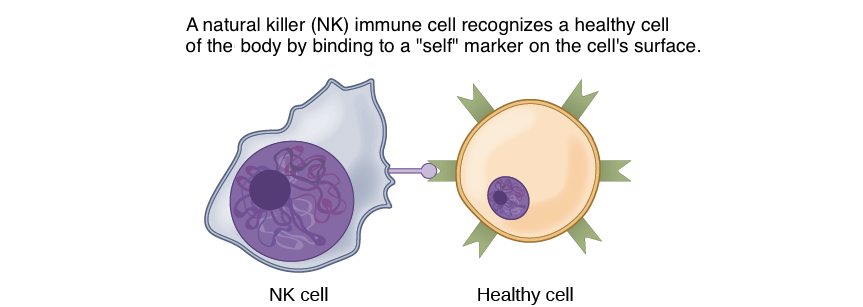 NK cell binding to a healthy cell.