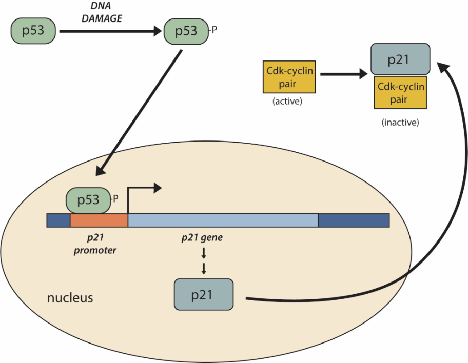 A diagram showing p53 and p21.