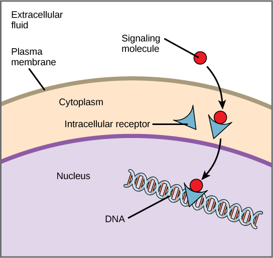 The ligand-receptor complex moving into the nucleus to bind to specific regulatory regions of the chromosomal DNA.