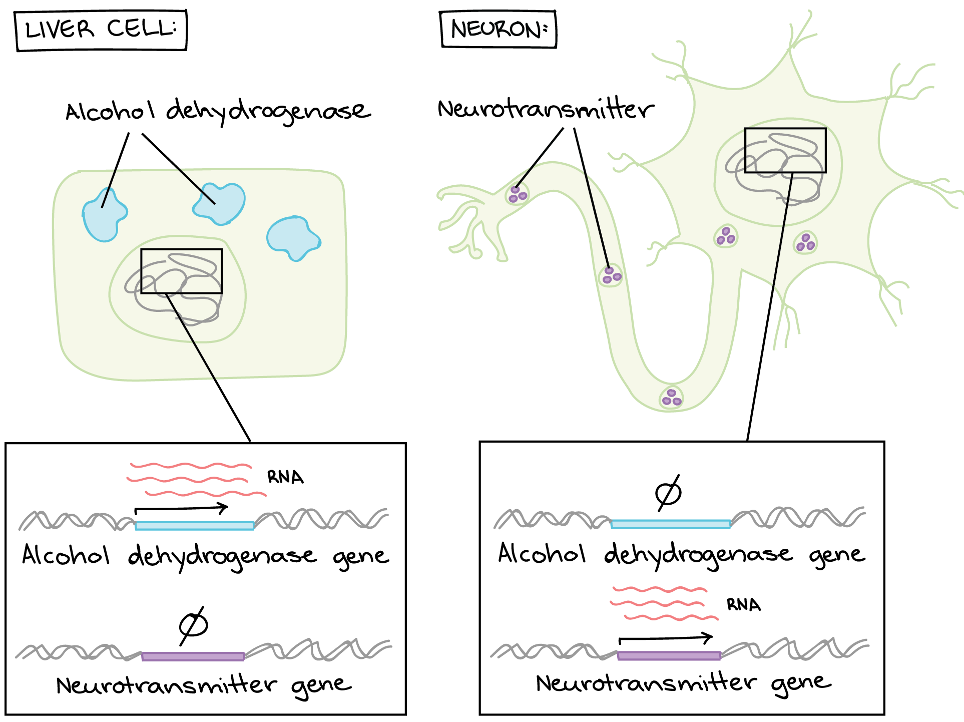 Differential gene expression in liver cells versus neurons.