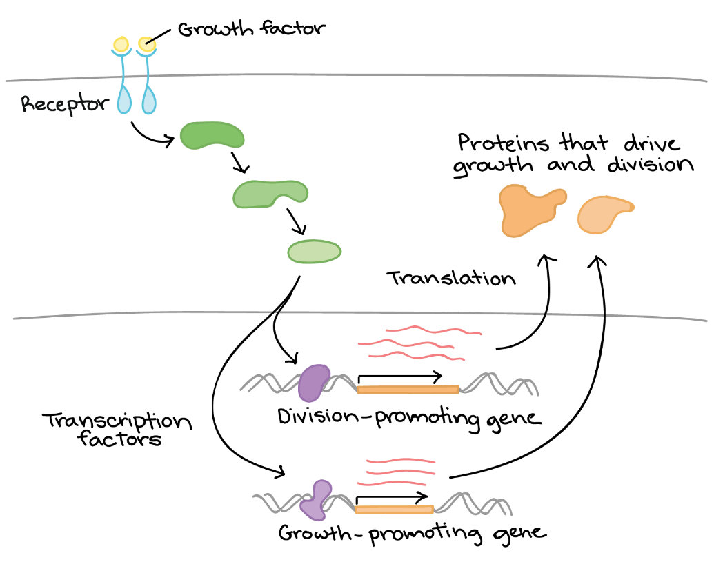 Cells responding to growth factor for gene regulation.