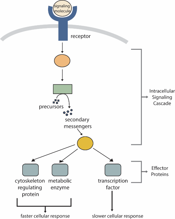 An intracellular signaling cascade.