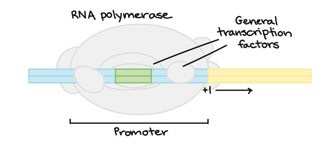 RNA polymerase binds to the promotor on a gene's DNA with the help of general transcription factors.