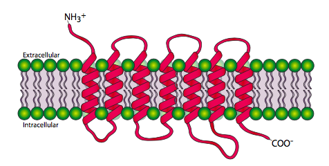 A G protein-coupled receptor.