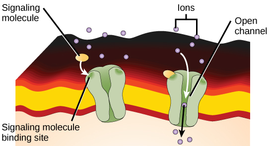 Ligands and gated ion channels