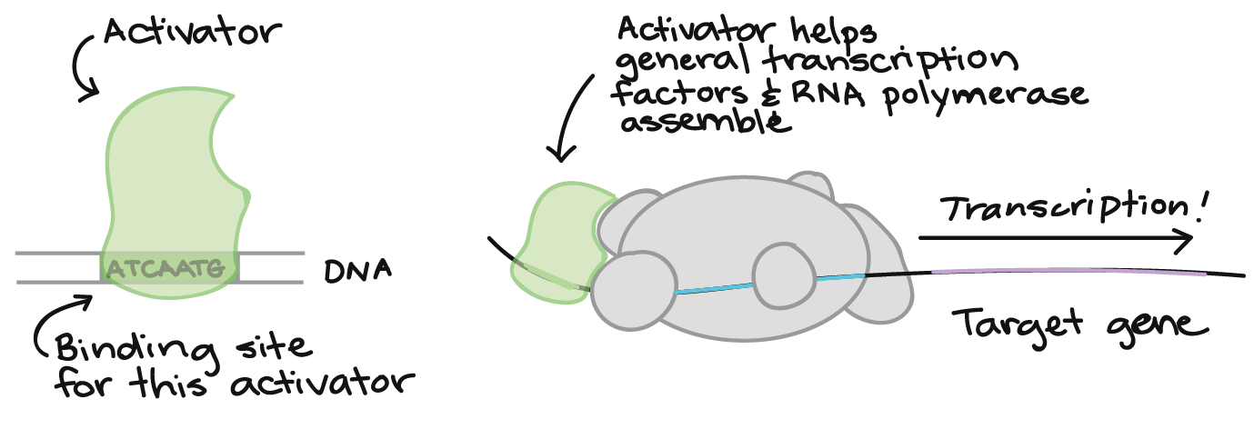 Transcription factors that activate transcription.