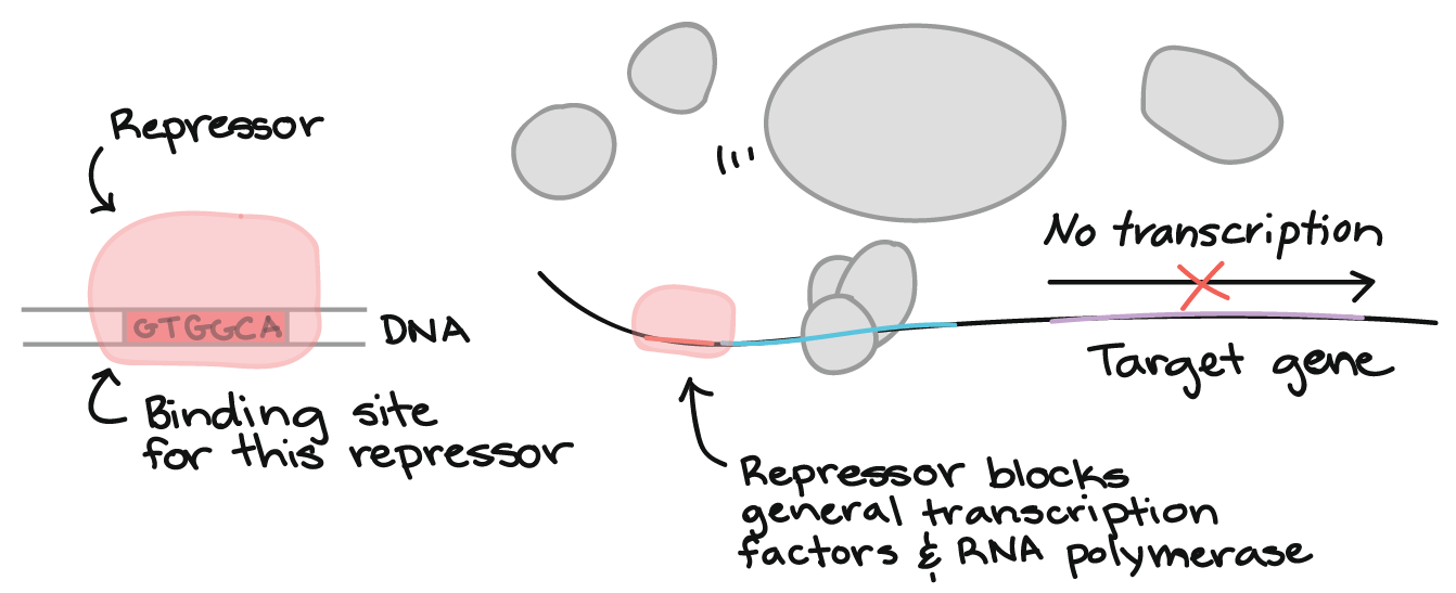 Transcription factors that repress transcription