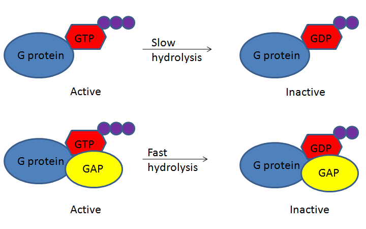 GTPase molecular switch.