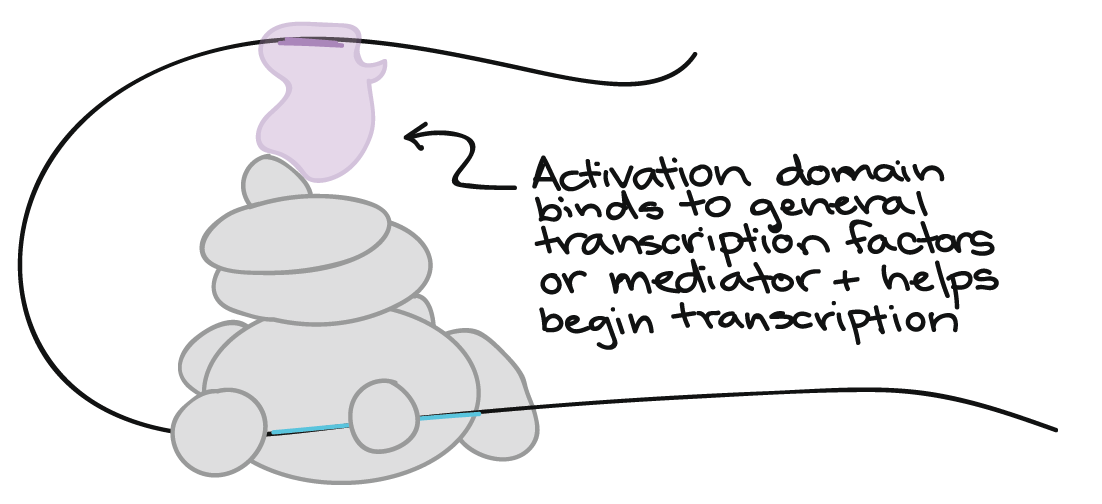 Activator protein components.