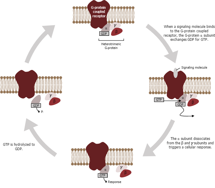 Cycle of cell signaling using GPCRs