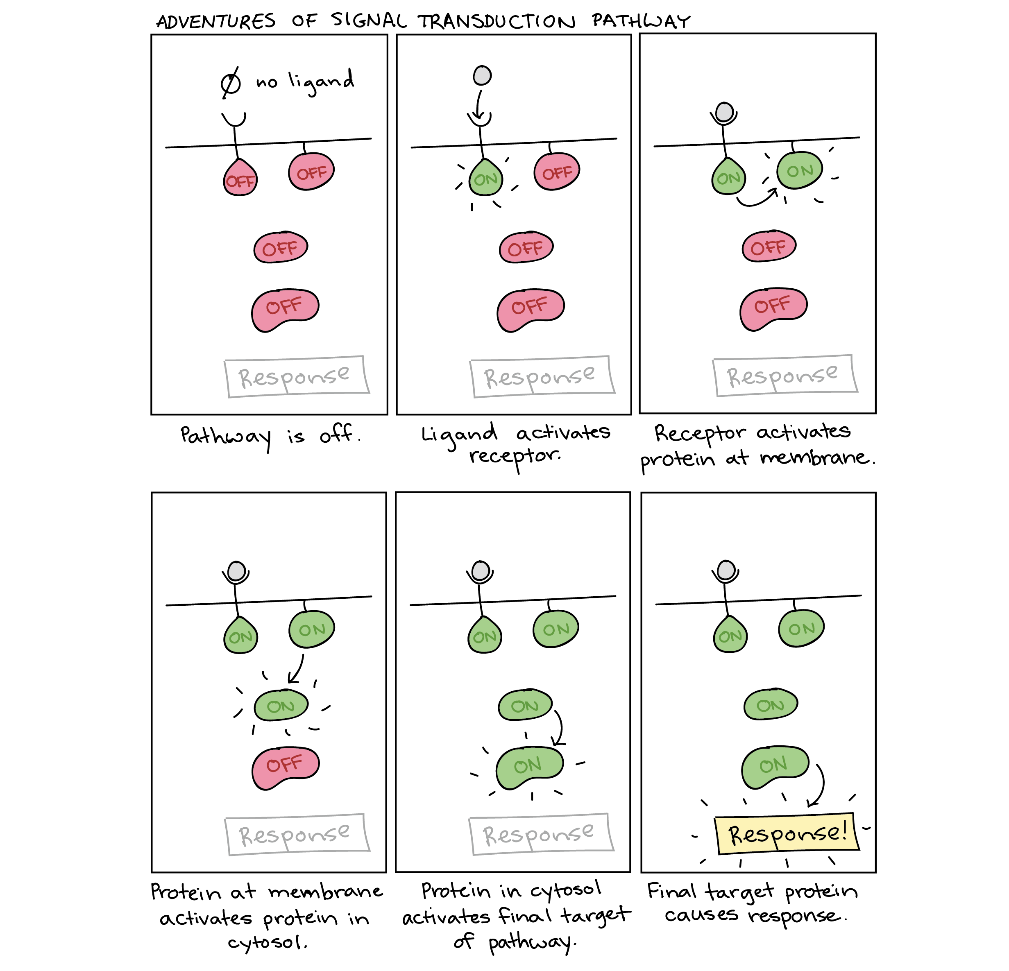 Signal transduction pathway.